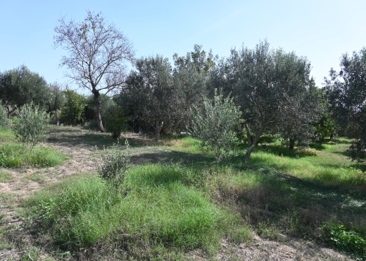 A vendre une ferme à Nabeul