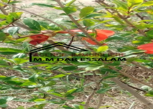 terrain contenant des arbres