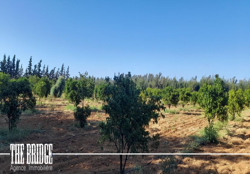 14 hectares à Gobet l’agha