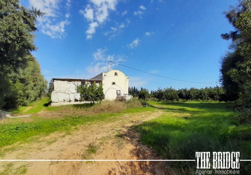 6 hectares d’agrumes à Frenine Dar châbane