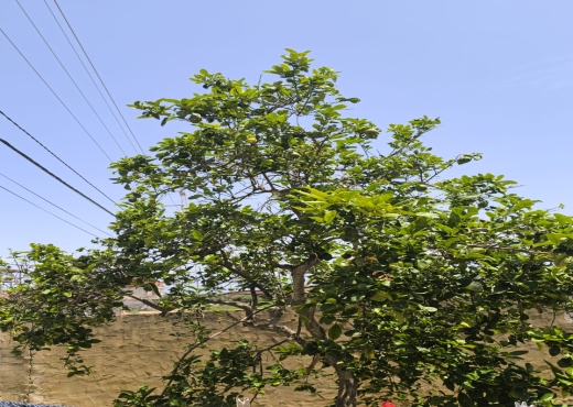 maison a hammem el ghzez