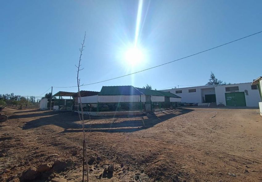 A vendre Ferme avec villa à Sfax Route Gremda