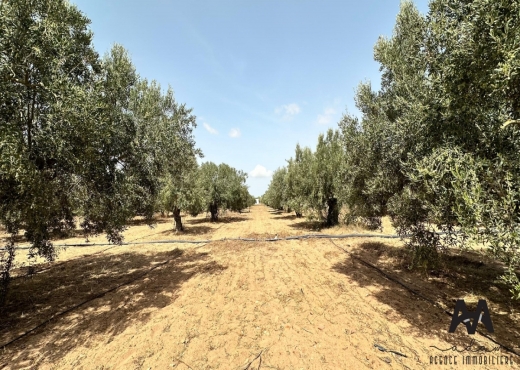 Terrain Agricole de 1500 m² à Taza