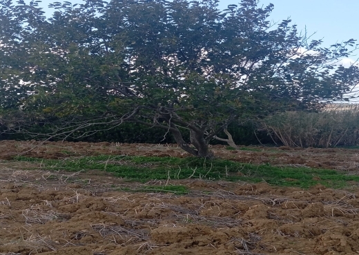 Terrain agricole, Route Ras Jebel ↔ Rafraf