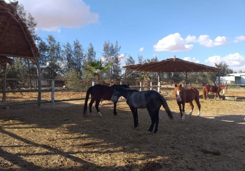 A vendre Ferme avec villa à Sfax Route Gremda