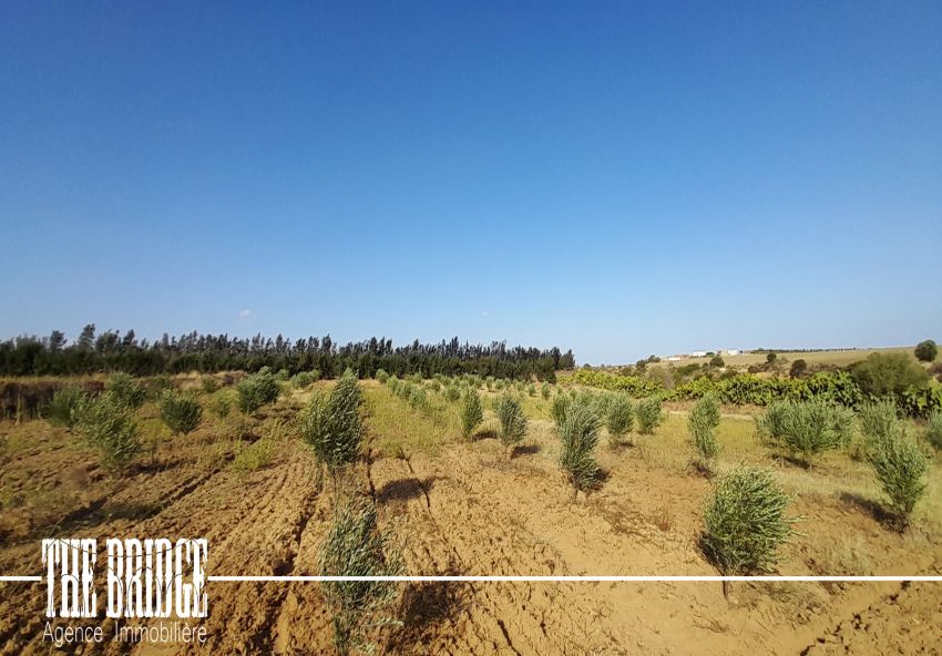 14 hectares à Gobet l’agha