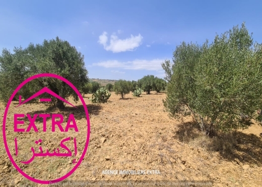 Campagne à el hwaria de Nabeul
