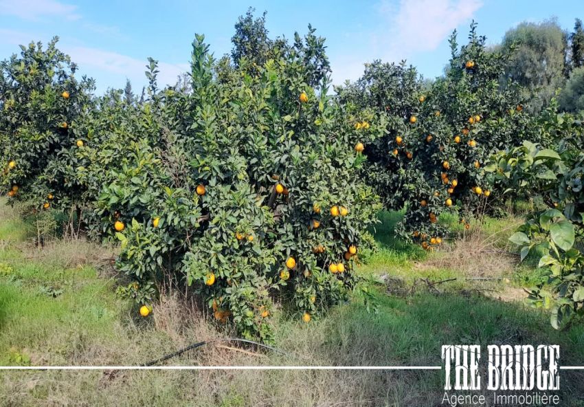 6 hectares d’agrumes à Frenine Dar châbane