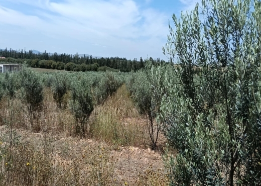 terrain agricole
