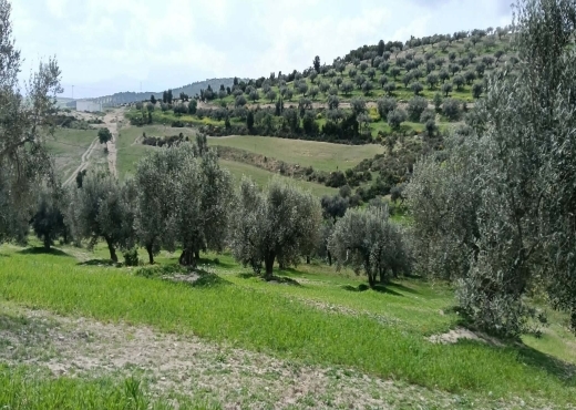 terrain À Vendre à ZAGHOUAN - terrain agricole à vendre +maison - Immobiliere.tn - Photo 4
