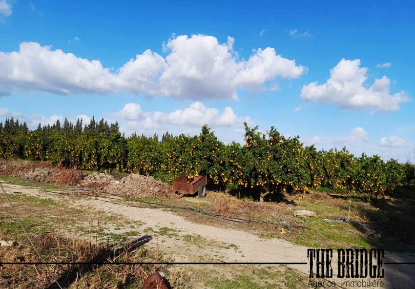 5 hectares  d’agrumes  à Belli