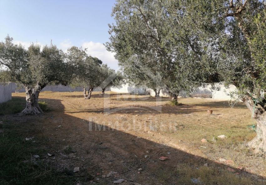 Terrain de 1000 m² à vendre à Hammamet 51355351