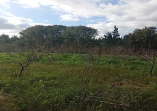 🌿 Terrain 1021 m² à Rafraf, Vue Mer