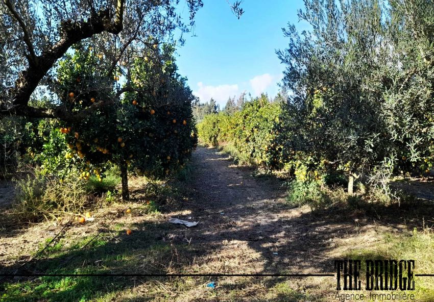 5 hectares  d’agrumes  à Belli