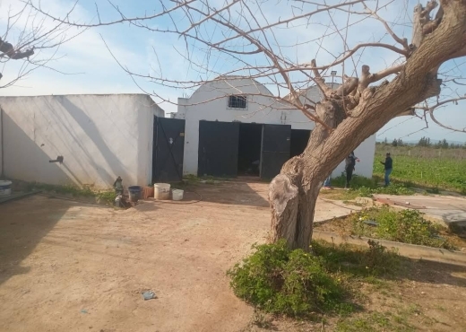 للبيع فيرمة لوز و زيتون و غلال أخرى