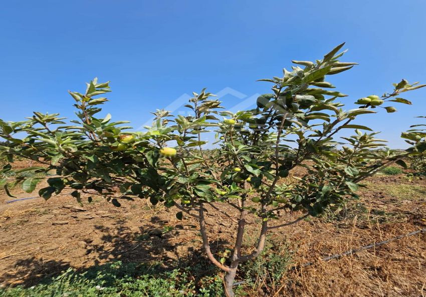 A vendre terrain agricole avec 2 écuries a Khitmine Bizerte