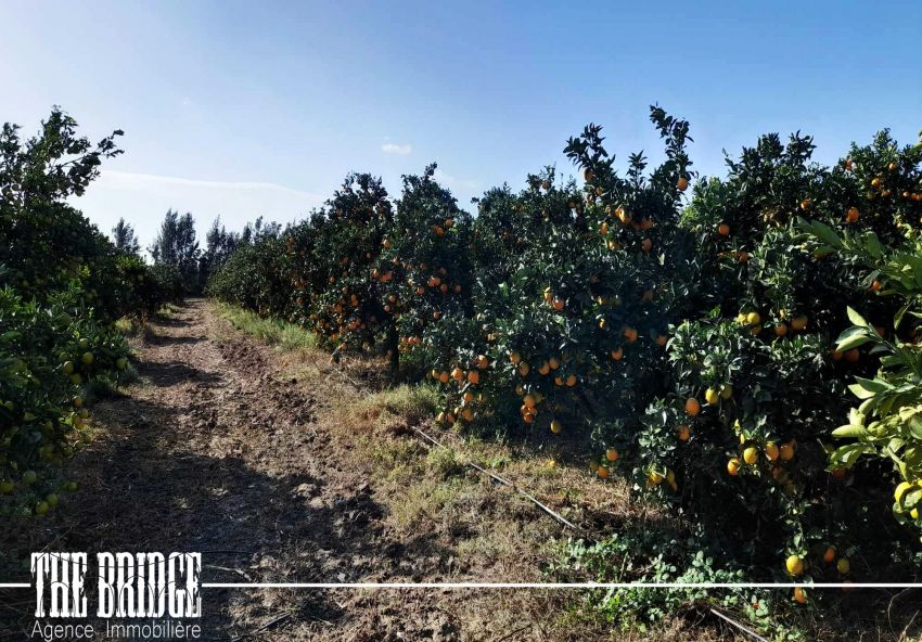 5 hectares  d’agrumes  à Belli