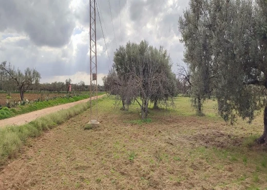 terrain À Vendre à MONASTIR - Terrain agricole à Moknine - Immobiliere.tn - Photo 6