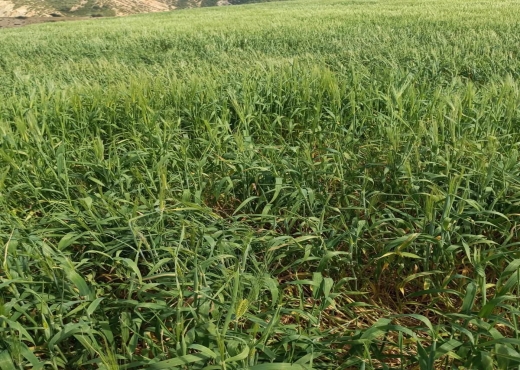 Ferme Oued zarga Béja