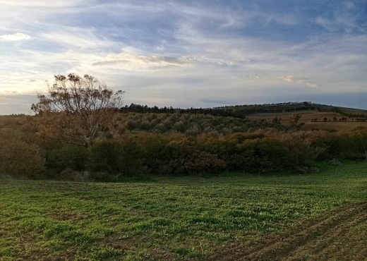 🌿 Terrain à vendre à Ras El Jebel – Bizerte 🌿