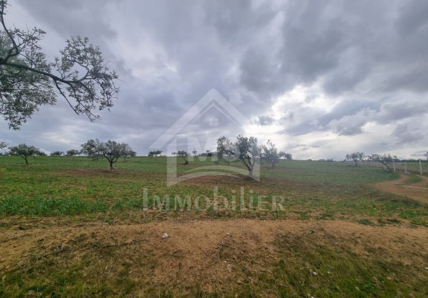 Terrain de 1 hectare à vendre à Hammamet 51355351