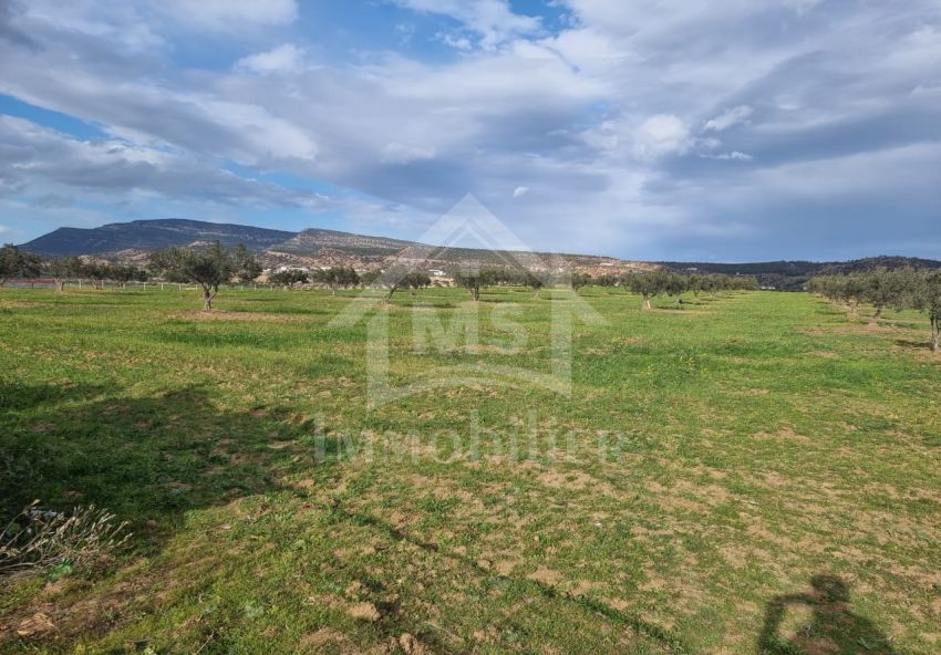 Terrain de 1 hectare à vendre à Hammamet 51355351