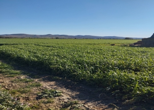 terrain À Vendre à ARIANA - A vendre terrain agricole a Sidi Thabet - Immobiliere.tn - Photo 5