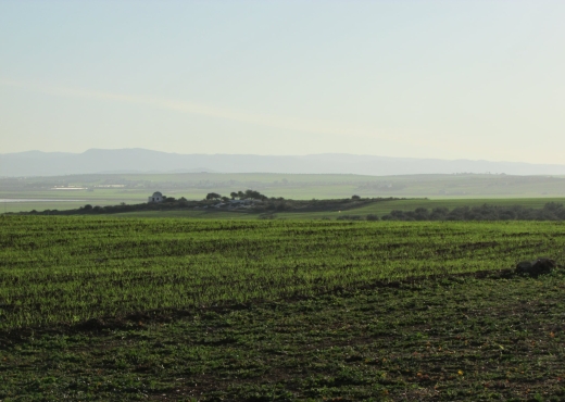 40 hectares pour la plantation d'o