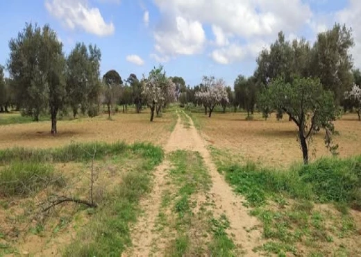 terrain À Vendre à MONASTIR - Terrain agricole à Moknine - Immobiliere.tn - Photo 2