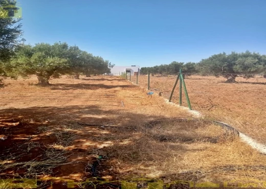 terrain À Vendre à NABEUL - 🌿 للبيع ضيعة فلاحية بطريق بوفيشة 🌿 - Immobiliere.tn - Photo 8