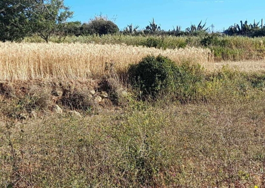 Terrain a raf raf  1 hectare