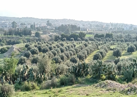 terrain agricole
