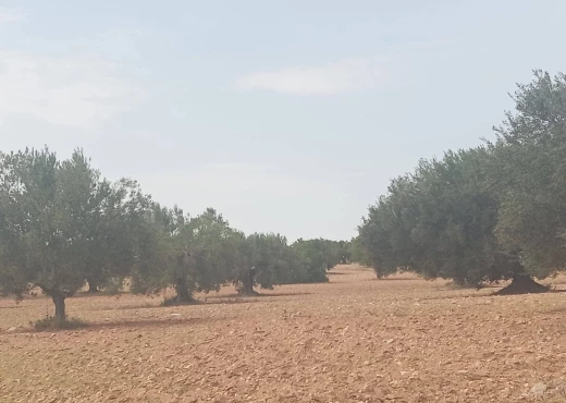 ferme À Vendre à SFAX - A Vendre ferme avec maison Sfax - Immobiliere.tn - Photo 5