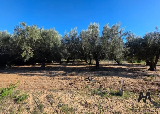terrain À Vendre à NABEUL - Terrain Agricole 4 002 m²– Nabeul - Immobiliere.tn - Photo 3