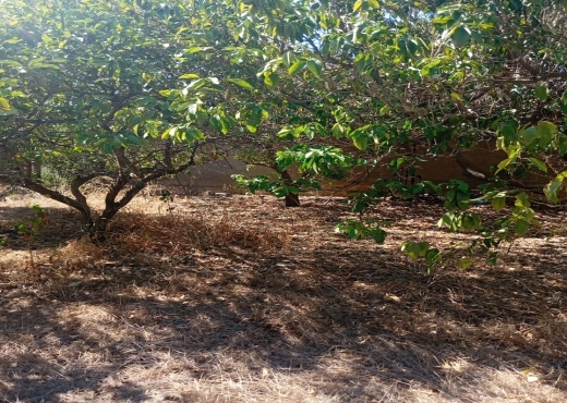 Ferme à vendre à Menzel Bourguiba, Bizerte 🏡