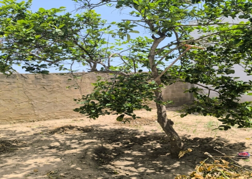 maison a hammem el ghzez