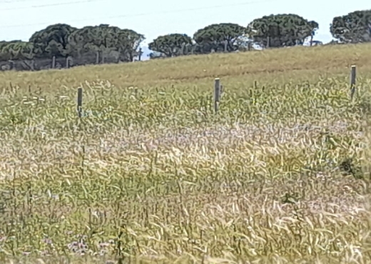 Terrain de 1930m² à vendre à ghar