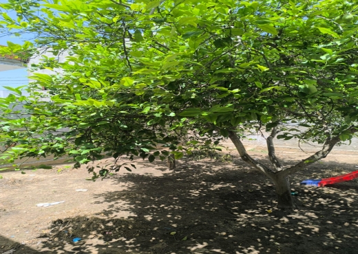 maison a hammem el ghzez