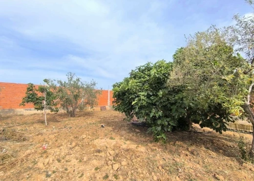 terrain À Vendre à MONASTIR - Terrain agricole à vendre - Immobiliere.tn - Photo 7