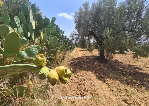 Campagne à el hwaria de Nabeul