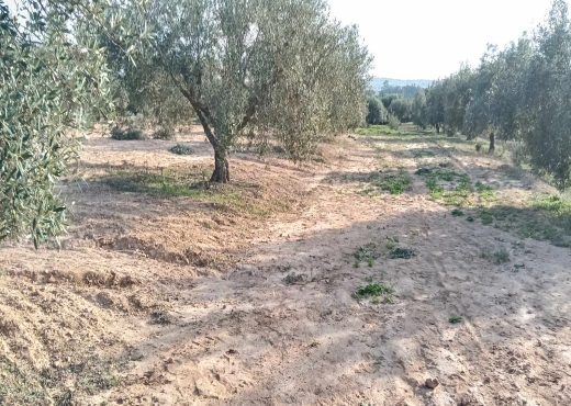 terrain agricole