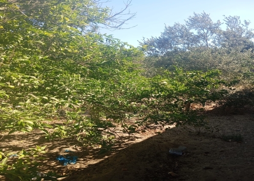 Terrain à vendre à Ras Jebel – Plage Suisseri 🌿🍃