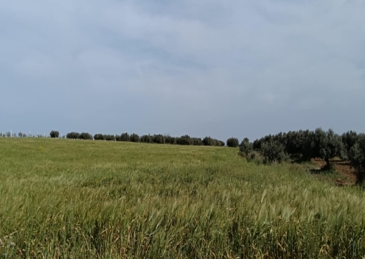 terrain