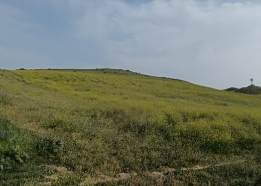 terrain