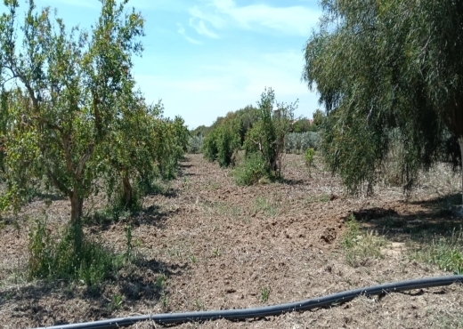 terrain agricole