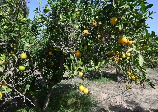 A vendre une ferme à Nabeul