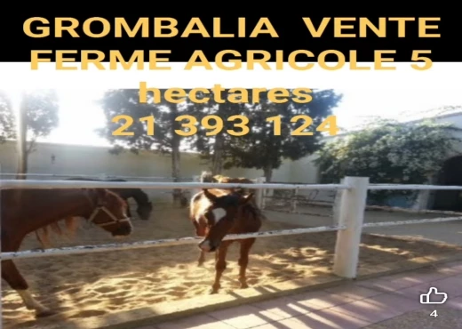ferme À Vendre à NABEUL - A Vendre Ferme Grombalia - Immobiliere.tn - Photo 4