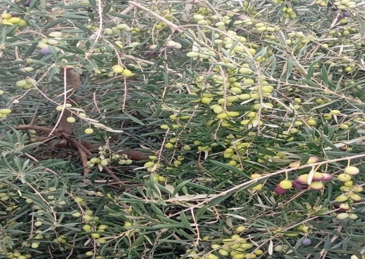 🏡 Terrain agricole bien équipé avec villa