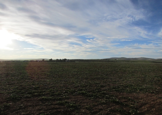 40 hectares pour la plantation d'o