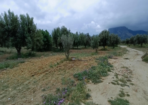 terrain agricole